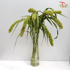 Setaria - (Per Bunch)-Green-China-prflorist.com.my