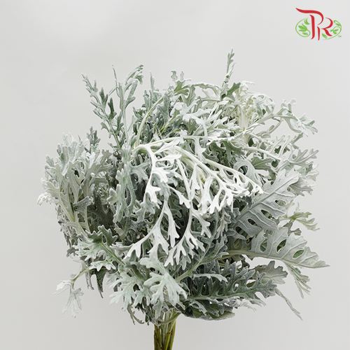 Silver Leaf-Malaysia-prflorist.com.my