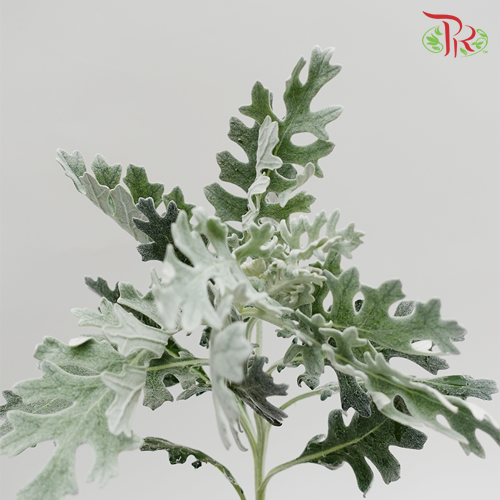 Silver Leaf-Malaysia-prflorist.com.my