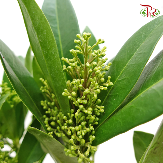 Skimmia - Green-Green-Netherland-prflorist.com.my