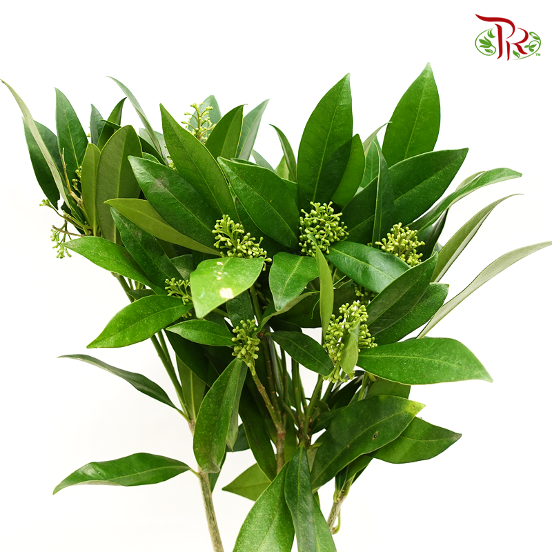 Skimmia - Green-Green-Netherland-prflorist.com.my