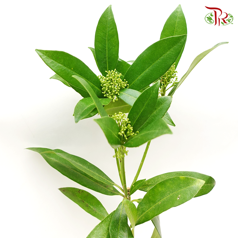 Skimmia - Green-Green-Netherland-prflorist.com.my