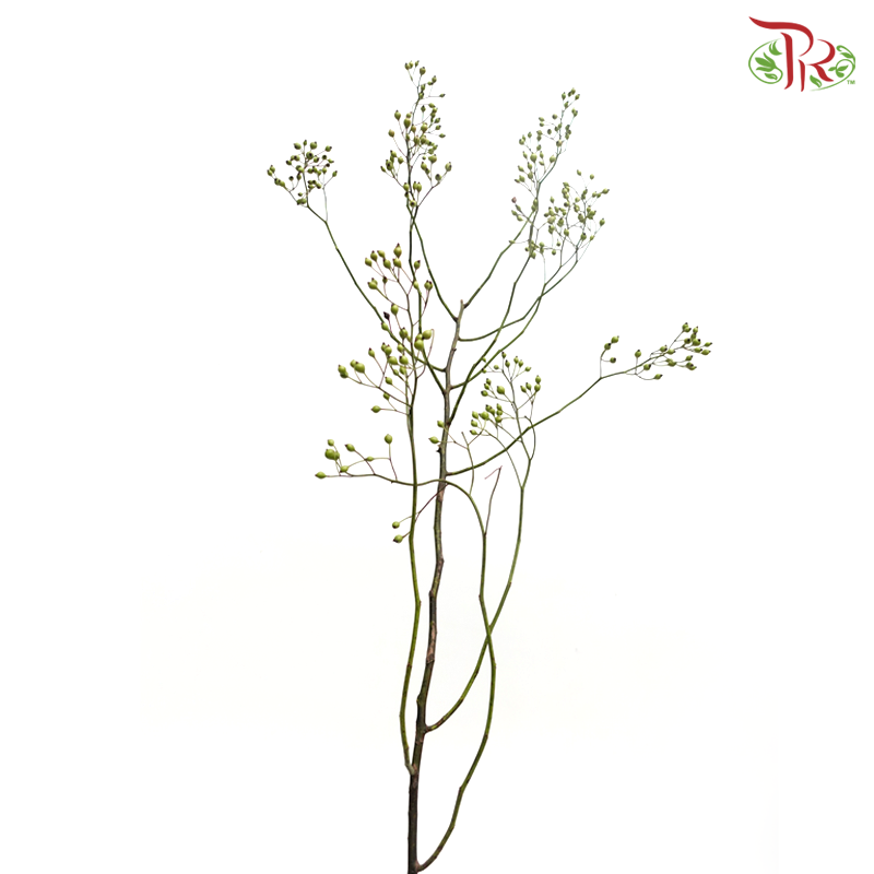 Smilax China (Per Bunch)-China-prflorist.com.my