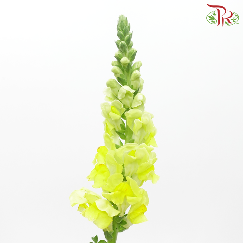 Snapdragon - Light Yellow (Per Bunch)-Light Yellow-China-prflorist.com.my