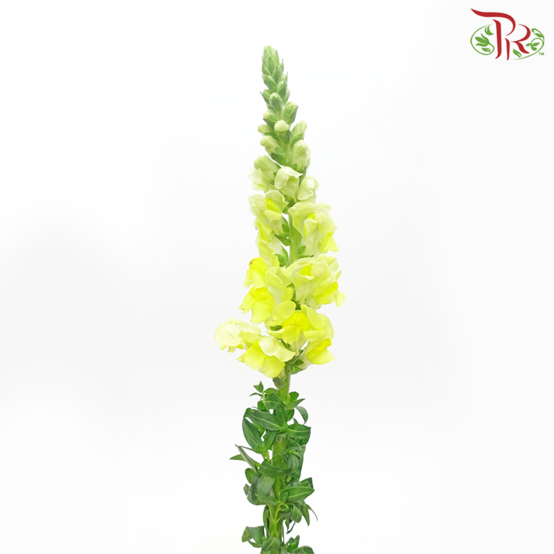 Snapdragon - Light Yellow (Per Bunch)-Light Yellow-China-prflorist.com.my