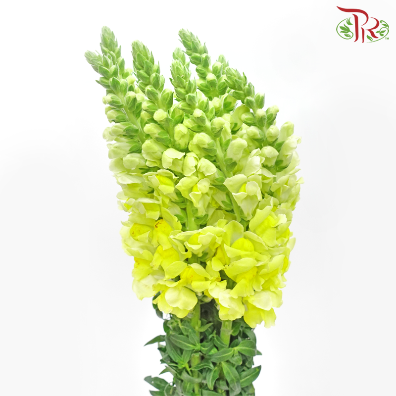 Snapdragon - Light Yellow (Per Bunch)-Light Yellow-China-prflorist.com.my