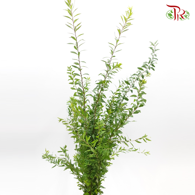 Snow Flake (Fontanesia) - (Per Bunch)-China-prflorist.com.my