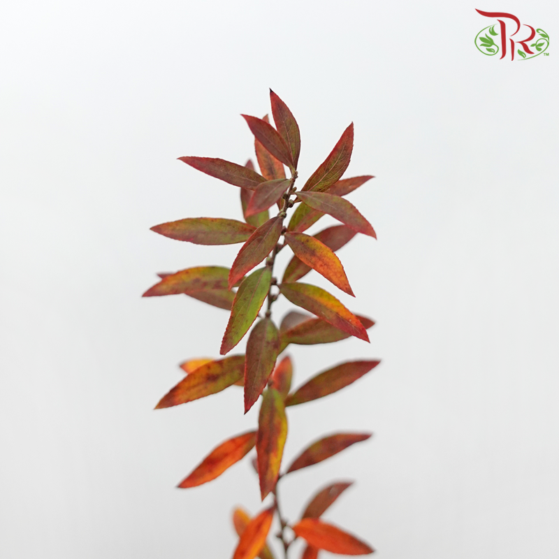 Snow Flake Leaf - Autumn (Per Bunch)-China-prflorist.com.my