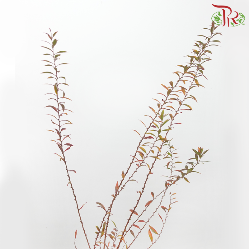 Snow Flake Leaf - Autumn (Per Bunch)-China-prflorist.com.my