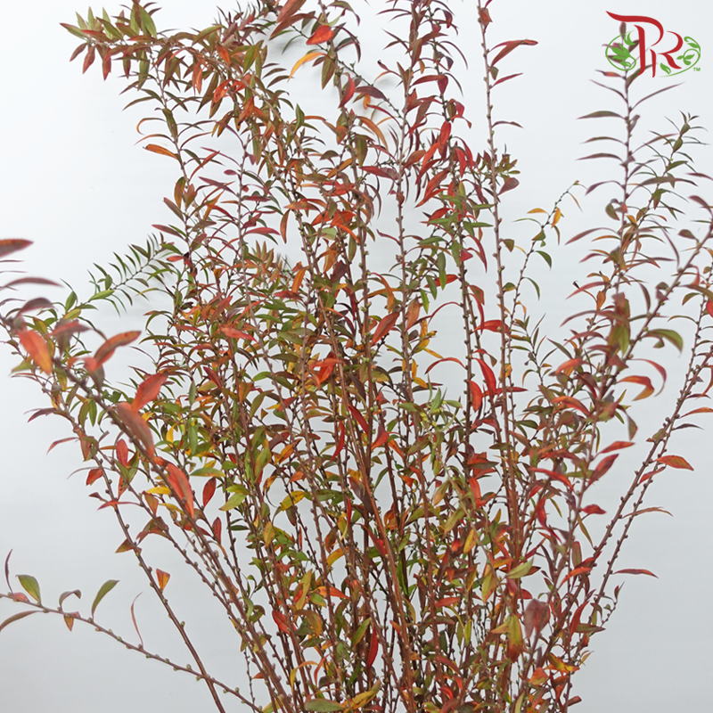 Snow Flake Leaf - Autumn (Per Bunch)-China-prflorist.com.my