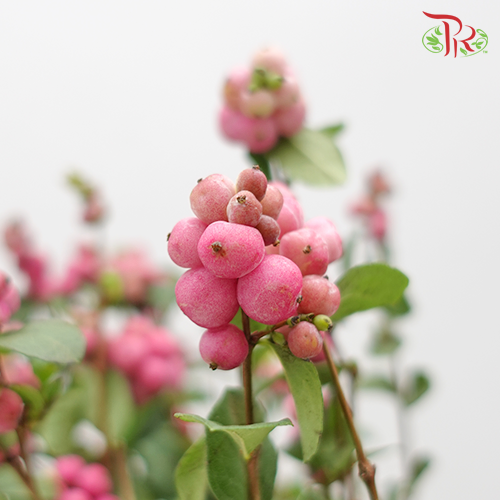 Snowberry Symphoricarpos - Pink (Per Bunch)-Pink-China-prflorist.com.my