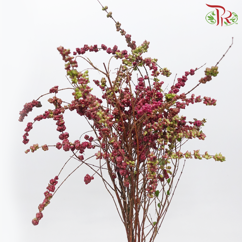 Snowberry Symphoricarpos - Purplish Red (Per Bunch)-Red-China-prflorist.com.my