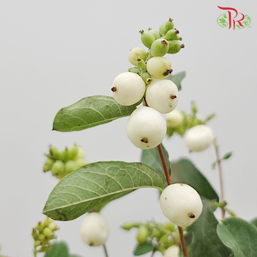 Snowberry Symphoricarpos - White (Per Bunch)-White-China-prflorist.com.my