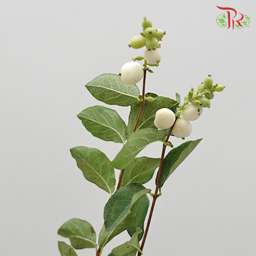 Snowberry Symphoricarpos - White (Per Bunch)-White-China-prflorist.com.my