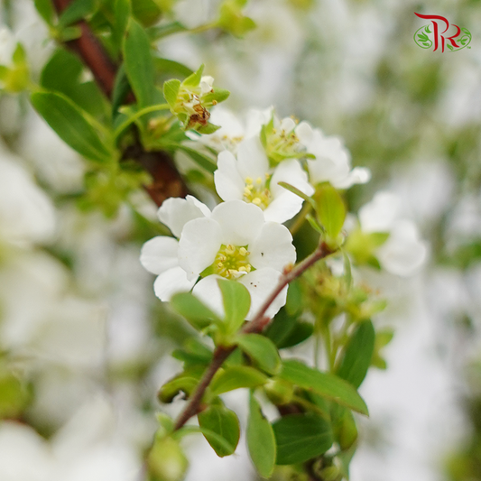 Snowflake - (Per Bunch)-White-China-prflorist.com.my