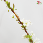 Snowflake - (Per Bunch)-White-China-prflorist.com.my