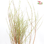 Snowflake - (Per Bunch)-White-China-prflorist.com.my