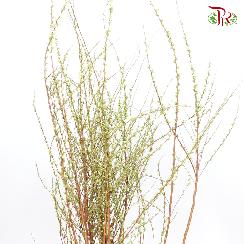 Snowflake - (Per Bunch)-White-China-prflorist.com.my