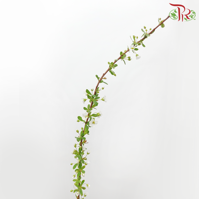 Snowflake - (Per Bunch)-White-China-prflorist.com.my