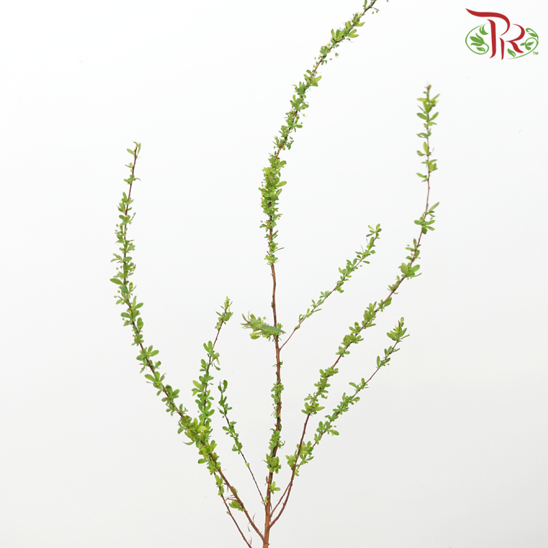 Snowflake - (Per Bunch)-White-China-prflorist.com.my