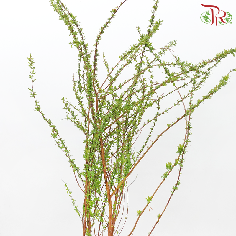 Snowflake - (Per Bunch)-White-China-prflorist.com.my