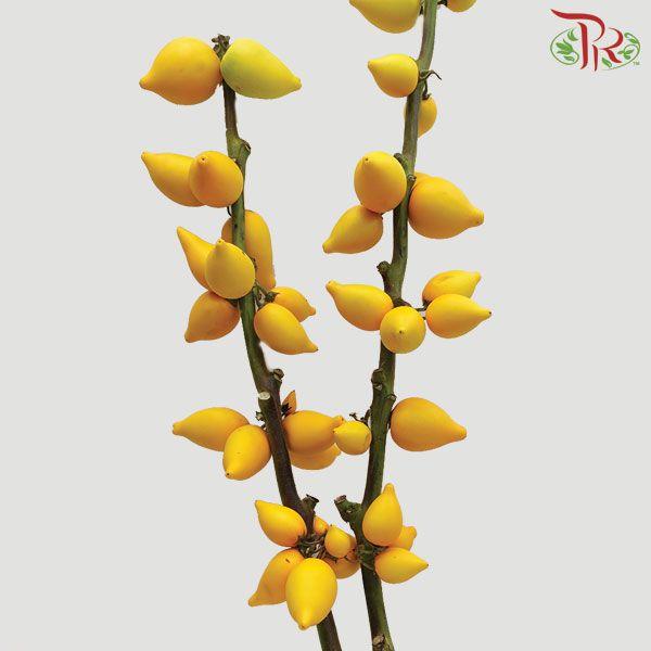 Solanum Mammosum - (Per Stem)-Yellow-China-prflorist.com.my