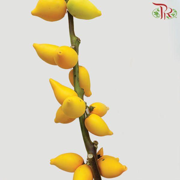 Solanum Mammosum - (Per Stem)-Yellow-China-prflorist.com.my