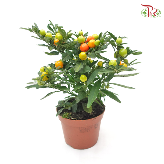 Solanum Pseudocapsicum 《珊瑚樱》-Pudu Ria Florist-prflorist.com.my