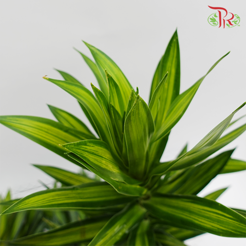 Song Of Jamaica (SOJ) - (5 Stems)-Malaysia-prflorist.com.my