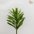 Song Of Jamaica (SOJ) - (5 Stems)-Malaysia-prflorist.com.my