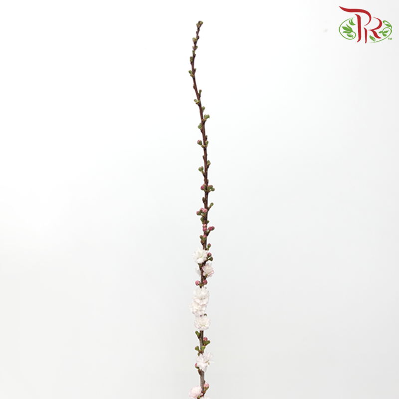 Sorbaria Sorbifolia - Light Pink (Per Bunch)-Light Pink-China-prflorist.com.my