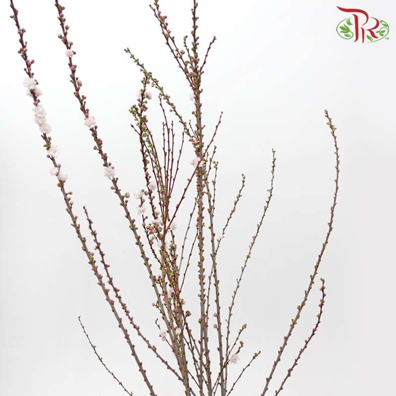 Sorbaria Sorbifolia - Light Pink (Per Bunch)-Light Pink-China-prflorist.com.my