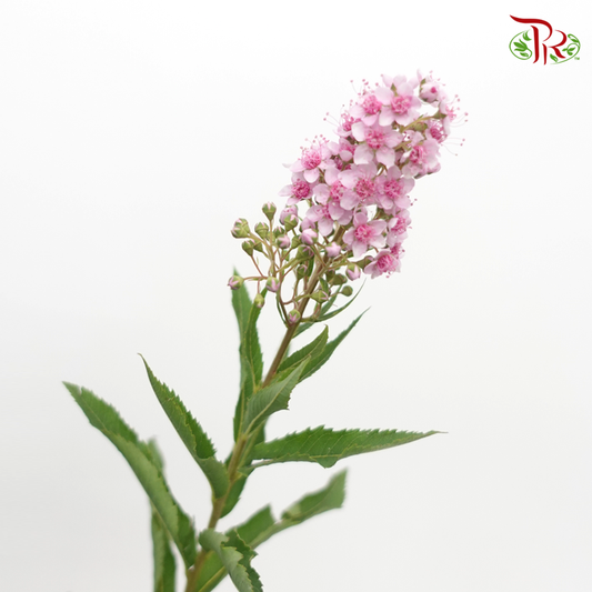 Sorbaria Sorbifolia - Pink (Per Bunch)-Pink-China-prflorist.com.my