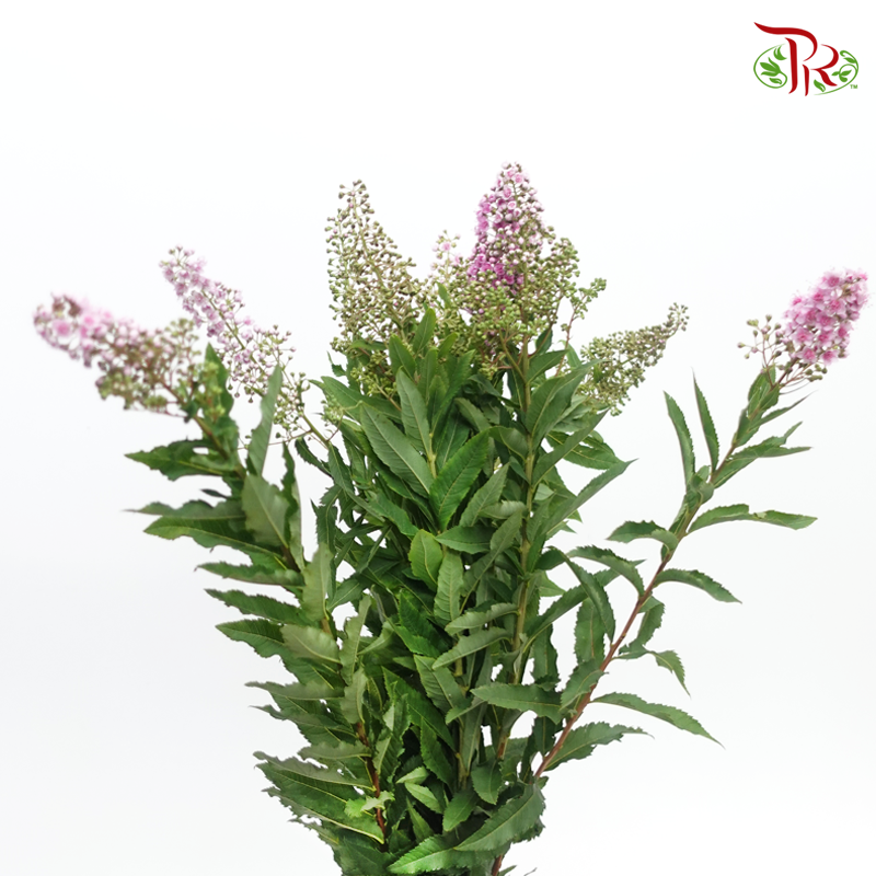 Sorbaria Sorbifolia - Pink (Per Bunch)-Pink-China-prflorist.com.my