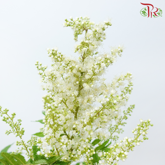 Sorbaria Sorbifolia - White (Per Bunch)-White-China-prflorist.com.my