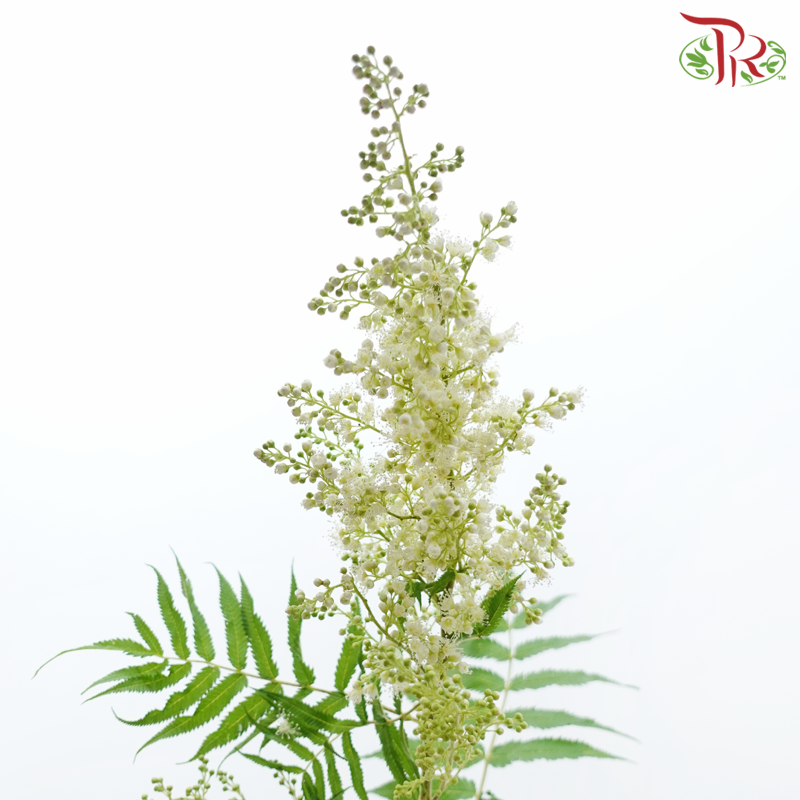 Sorbaria Sorbifolia - White (Per Bunch)-White-China-prflorist.com.my