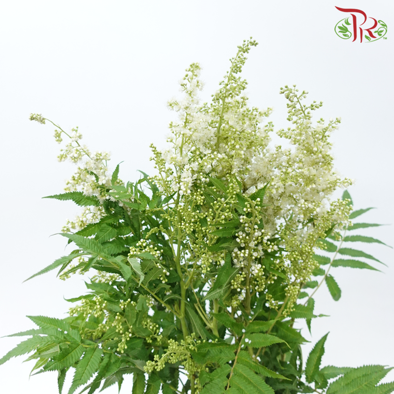 Sorbaria Sorbifolia - White (Per Bunch)-White-China-prflorist.com.my