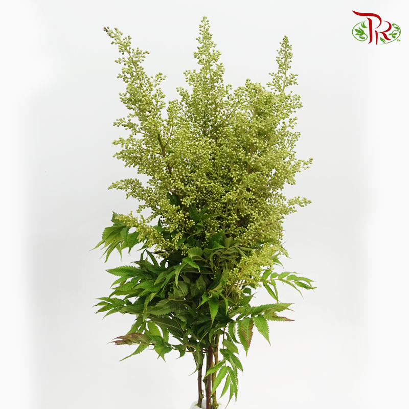 Sorbaria Sorbifolia - White (Per Bunch)-White-China-prflorist.com.my