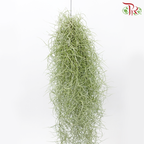 Spanish Moss (Air Plant)《松蘿空气凤梨》