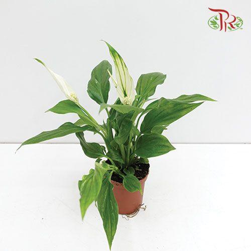Spathiphyllum Pearl Cupido 《白掌》-Pudu Ria Florist-prflorist.com.my