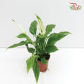 Spathiphyllum Pearl Cupido  《白掌》