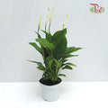 Spathiphyllum Strauss - IMPORTED 《白掌》-Pudu Ria Florist-prflorist.com.my