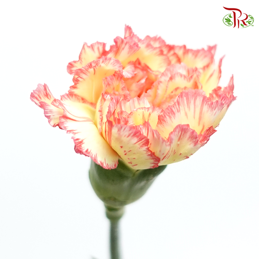 Carnation Special Colour - Yellow Red (18-20 Stems) - Pudu Ria Florist