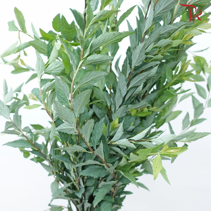 Spiraea Leaf - (Per Bunch)-China-prflorist.com.my