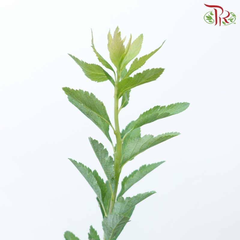 Spiraea Leaf - (Per Bunch)-China-prflorist.com.my