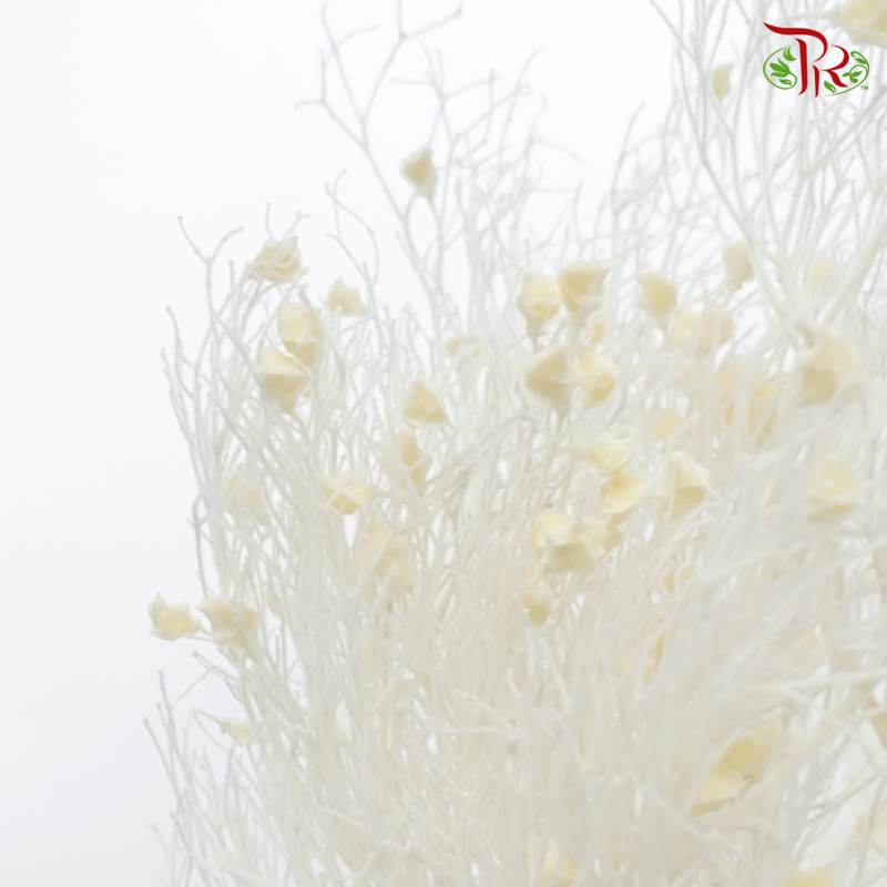 Dry Day Dream Grass - White (Per Bunch) - Pudu Ria Florist