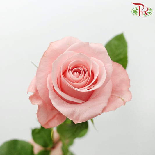 Star (60cm) - Rose Be Sweet (25 Stems)-Be Sweet-Ecd-prflorist.com.my