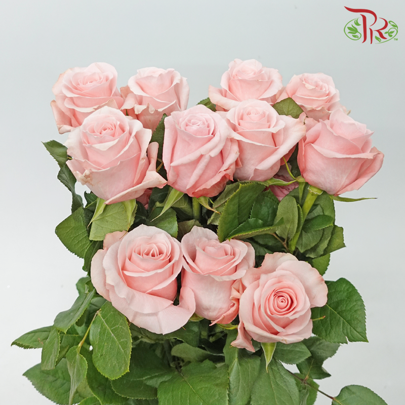 Star Rose - Be Sweet (10 Stems)-Be Sweet-Ecd-prflorist.com.my