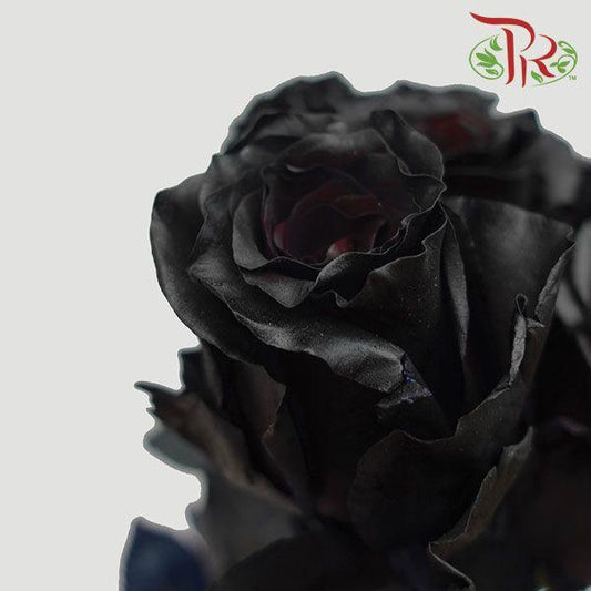 Star Rose - Black (10 Stems)-Black-Ecd-prflorist.com.my