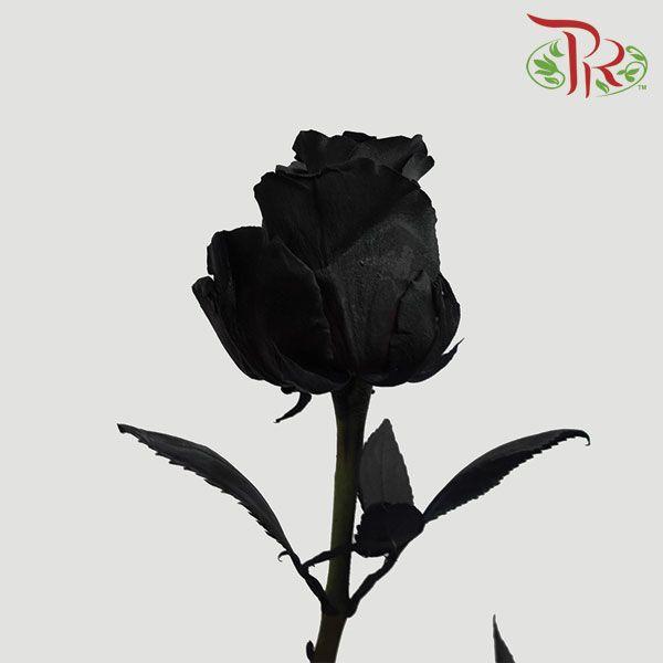 Star Rose - Black (10 Stems)-Black-Ecd-prflorist.com.my